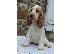 PoulaTo: Cocker Spaniel - Κόκερ Σπάνιελ