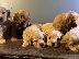 PoulaTo: Κουτάβια Maltipoo