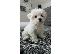 PoulaTo: Μαλτέζ μίνι (Maltese mini)