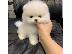 PoulaTo: πομερανικό κουτάβια /  pomeranian  mini
