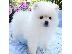 PoulaTo: Καταπληκτικά κουτάβια από Pomeranian!