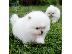 PoulaTo: Γλυκά κουτάβια Pomeranian