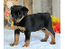 PoulaTo: Αντρικά εκπαιδευμένα κουτάβια Rottweiler
