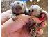 PoulaTo: Marmosets Monkeys Διαθέσιμα τώρα