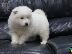 PoulaTo: Όμορφα υγιή Samoyed κουτάβια