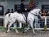 PoulaTo: Rivaz Oracle - Frozen Semen For Sale