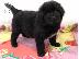 PoulaTo: Newfoundland Puppies Υγείας Δοκιμασμένους Γονείς