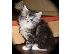 PoulaTo: Maine Coon Cats Διαθέσιμο