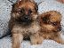 PoulaTo: Κουτάβια Pomeranian