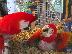 PoulaTo: talking macaw parrots