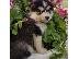 PoulaTo: Πωλούνται κουτάβια Pomsky.