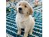 PoulaTo: Πωλούνται κουτάβια Golden Retriever