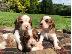 PoulaTo: Κουτάβια Cavalier King Charles.