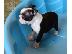 PoulaTo: Super Αξιολάτρευτο Boston Terrier Κουτάβια