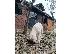PoulaTo: Κουτάβια Dogo Argentino