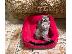 PoulaTo: British Shorthair Kittens Ready