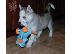 PoulaTo: Εξαιρετικά κουτάβια Husky Siberian