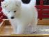 PoulaTo: Διαθέσιμα όμορφα κουτάβια Samoyed