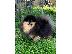 PoulaTo: Pomerania puppy