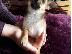 PoulaTo: Lovely Chihuahua koutávia (arseniká kai thilyká)