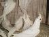 PoulaTo: cockatoo μιλάμε παπαγάλος για € 200