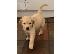 PoulaTo: Όμορφα κουτάβια Golden Retriever προς πώληση