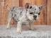 PoulaTo: French bulldog Hyena