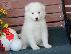 PoulaTo: Όμορφα υγιή Samoyed κουτάβια