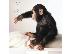 PoulaTo: Υγιεινό μωρό Chimpanzee.