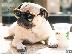 PoulaTo: ΠΩΛΕΙΤΑΙ PUG