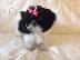 PoulaTo: Κουτάβια Shih Tzu
