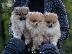 PoulaTo: POMERANIAN BOO POPPIES