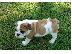 PoulaTo: English bulldog puppies with very exploring an playfull skills full of energy