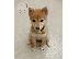 PoulaTo: Shiba Inu Puppy s
