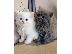 PoulaTo: Ragdoll Kittens προς πώληση Αρσενικό/θηλυκό