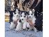 PoulaTo: Σιβηρικό χάσκι / Siberian Husky