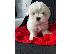 PoulaTo: mini  Μάλτας / mini  maltese