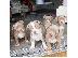 PoulaTo: Κουτάβια Pit Bull Terriers