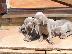PoulaTo: Κουτάβια Weimaraner