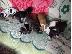 PoulaTo: Ανεκτίμητη γενεαλογία staffordsire bull terrier Puppy έτοιμο για υιοθεσία!...
