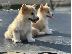 PoulaTo: Κουτάβια Welsh Corgi Pembroke