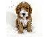 PoulaTo: κουτάβια Goldendoodle