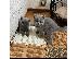 PoulaTo: lovely kittens for adoption