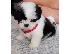 PoulaTo: Όμορφο Shih Tzu προς πώληση.