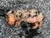 PoulaTo: AKC Dachshunds