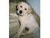 PoulaTo: Κουτάβια Λαμπραντόρ/ Labrador puppies