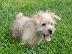 PoulaTo: Norfolk puppies