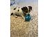 PoulaTo: Διαθέσιμα κουτάβια Jack Russell Terrier