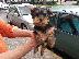 PoulaTo: Κουτάβια Pomeranian