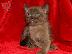 PoulaTo: European Burmese Kittens